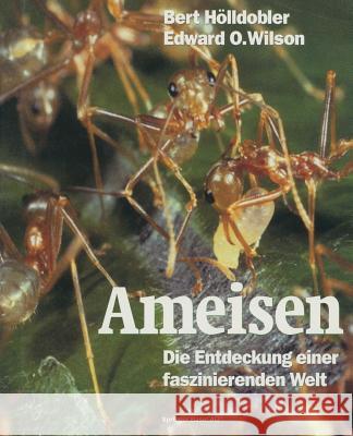 Ameisen: Die Entdeckung Einer Faszinierenden Welt Hölldobler, Bert 9783034863735 Birkhauser - książka