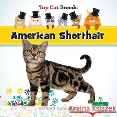 American Shorthair Bernard Conaghan 9781039838475 Crabtree Seedlings - książka
