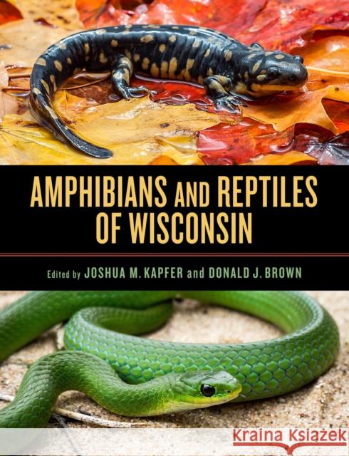 Amphibians and Reptiles of Wisconsin M. Joshua Kapfer Donald J. Brown 9780299335205 University of Wisconsin Press - książka