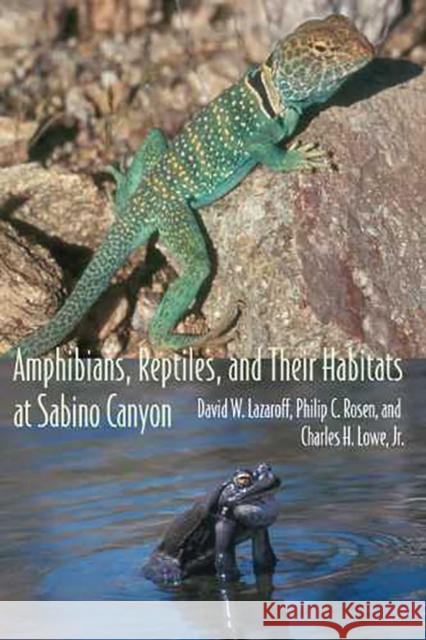 Amphibians, Reptiles, and Their Habitats at Sabino Canyon David Wentworth Lazaroff Philip C. Rosen Charles H., Jr. Lowe 9780816524952 University of Arizona Press - książka