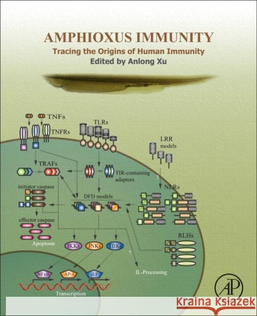 Amphioxus Immunity: Tracing the Origins of Human Immunity Xu, An-Long   9780128499030 Elsevier Science - książka