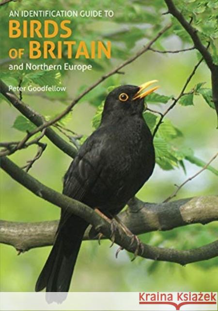 An Identification Guide to Birds of Britain and Northern Europe (2nd edition) Peter Goodfellow 9781912081981 John Beaufoy Publishing Ltd - książka