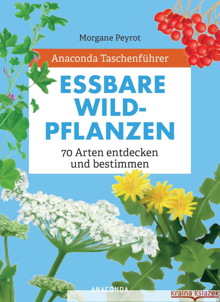 Anaconda Taschenführer Essbare Wildpflanzen. 70 Arten bestimmen und entdecken. - Peyrot, Morgane, Herzog, Lise 9783730609491 Anaconda - książka