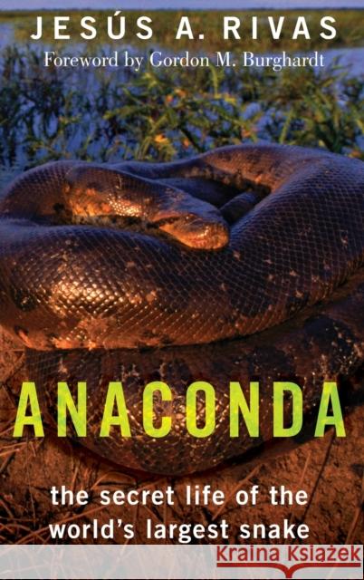 Anaconda: The Secret Life of the World's Largest Snake Jes Rivas 9780199732876 Oxford University Press, USA - książka