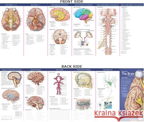 Anatomical Chart Company's Illustrated Pocket Anatomy: Anatomy of the Brain Study Guide Anatomical Chart Company 9780781776837  - książka