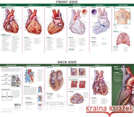 Anatomical Chart Company's Illustrated Pocket Anatomy: Anatomy of the Heart Study Guide Anatomical Chart Company 9780781776813  - książka
