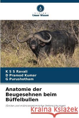 Anatomie der Beugesehnen beim Büffelbullen K S S Ravali, D Pramod Kumar, G Purushotham 9786205369470 Verlag Unser Wissen - książka