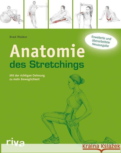 Anatomie des Stretchings : Mit der richtigen Dehnung zu mehr Beweglichkeit Walker, Brad 9783868833652 Riva - książka