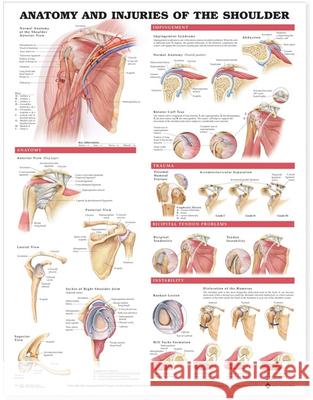 Anatomy and Injuries of the Shoulder Anatomical Chart   9781587798085  - książka
