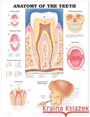 Anatomy of the Teeth Anatomical Chart   9781587791000  - książka
