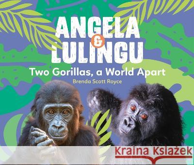 Angela & Lulingu: Two Gorillas, a World Apart Brenda Scott Royce Los Angeles Zoo and Botanical Gardens 9781943198191 Blue Sneaker Press - książka