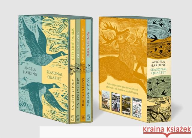 Angela Harding Seasonal Quartet Boxset: Includes Spring Unfurled, Summer’s Hum, Falling into Autumn and Winter’s Song Harding, Angela 9781408725009 Little, Brown Book Group - książka