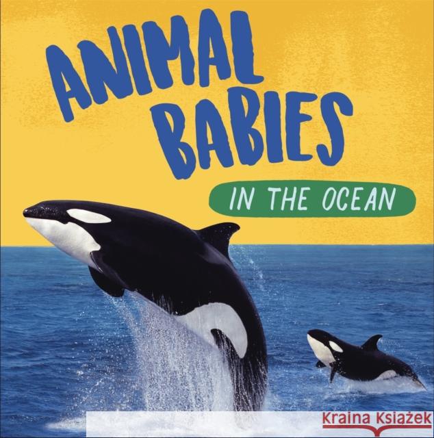 Animal Babies: In the Ocean Sarah Ridley 9781526314529 Hachette Children's Group - książka