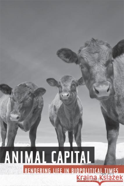 Animal Capital: Rendering Life in Biopolitical Times Volume 6 Shukin, Nicole 9780816653416 University of Minnesota Press - książka