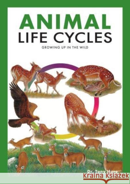 Animal Life Cycles: Discovering How Animals Live in the Wild Tony Hare 9789815044492 Marshall Cavendish International (Asia) Pte L - książka