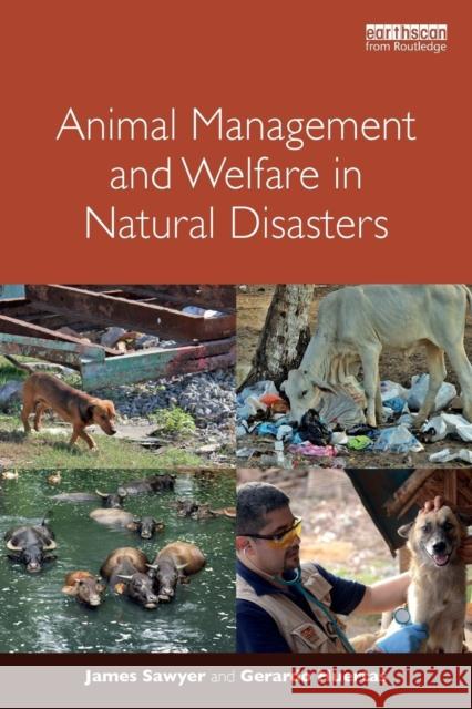 Animal Management and Welfare in Natural Disasters James Sawyer Gerardo Huertas 9781138190696 Routledge - książka