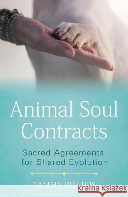 Animal Soul Contracts: Sacred Agreements for Shared Evolution Tammy Billups 9781591433644 Inner Traditions Bear and Company - książka