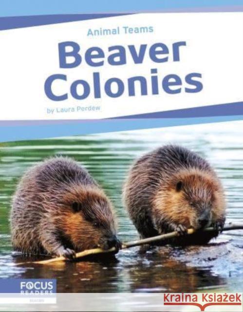 Animal Teams: Beaver Colonies Laura Perdew 9798889982456 Focus Readers - książka
