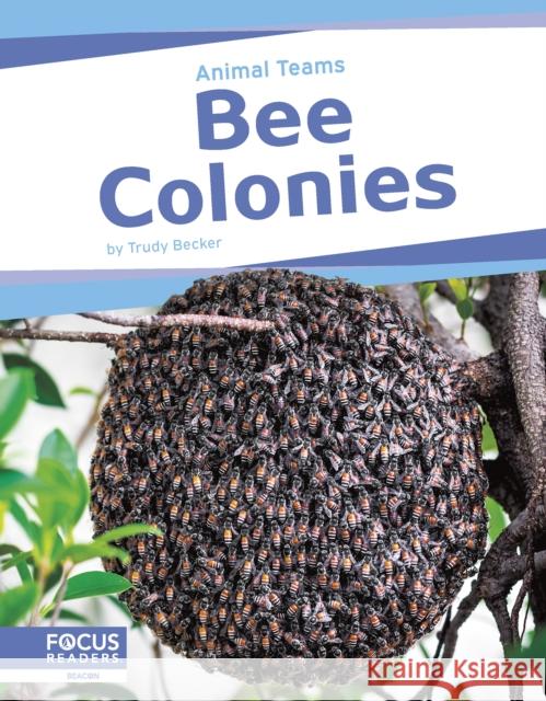 Animal Teams: Bee Colonies Trudy Becker 9798889982463 Focus Readers - książka