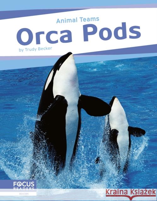 Animal Teams: Orca Pods Trudy Becker 9798889981923 Focus Readers - książka
