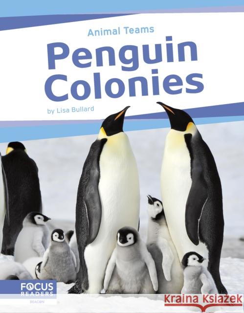 Animal Teams: Penguin Colonies Lisa Bullard 9798889982494 Focus Readers - książka