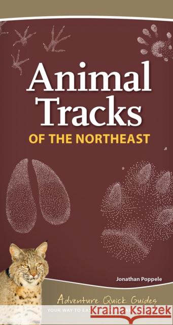 Animal Tracks of the Northeast: Your Way to Easily Identify Animal Tracks Jonathan Poppele 9781647550769 Adventure Publications - książka