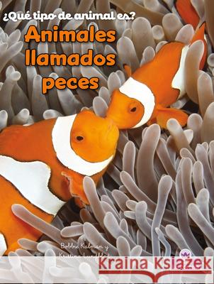Animales Llamados Peces (Animals Called Fish) Kristina Lundblad Bobbie Kalman 9781039886315 Crabtree Crown - książka