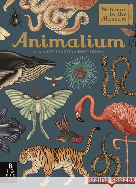 Animalium Broom, Jenny 9781787411647 Templar Publishing - książka