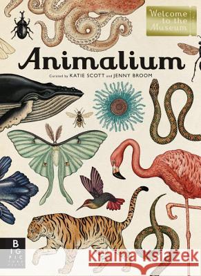 Animalium: Welcome to the Museum Broom, Jenny 9780763675080 Big Picture Press - książka