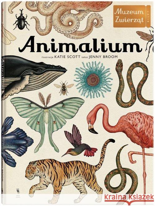 Animalium wyd.3 Broom Jenny 9788364347399 Dwie Siostry - książka