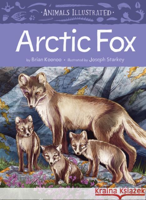 Animals Illustrated: Arctic Fox Brian Koonoo 9781772274851 Inhabit Media Inc - książka