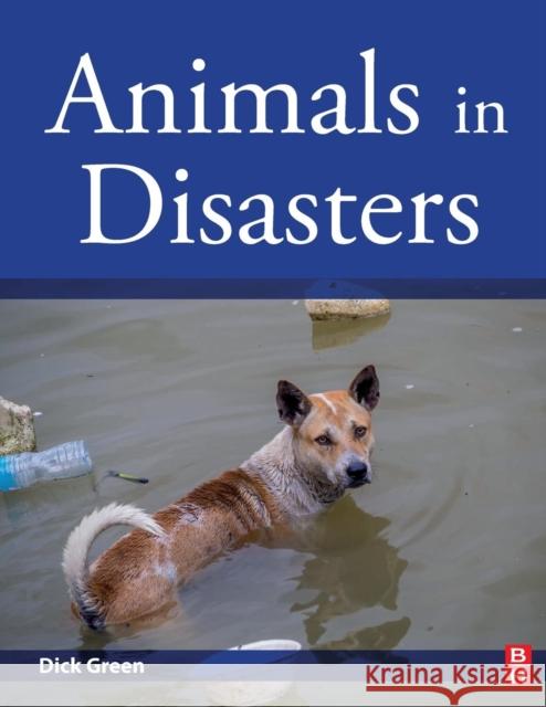 Animals in Disasters Dick Green 9780128139240 Butterworth-Heinemann - książka
