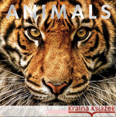 Animals: Witness Life in the Wild Featuring 100s of Species Scholastic 9781338360059 Scholastic - książka