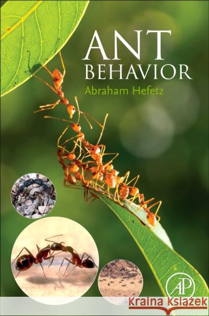 Ant Behavior Abraham, Ph.D (Professor Emeritus, Department of Zoology, Tel Aviv University, Tel Aviv, Israel) Hefetz 9780443161087 Academic Press - książka