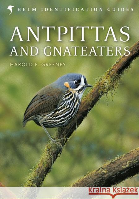 Antpittas and Gnateaters Harold Greeney, David Beadle 9781472919649 Bloomsbury Publishing PLC - książka