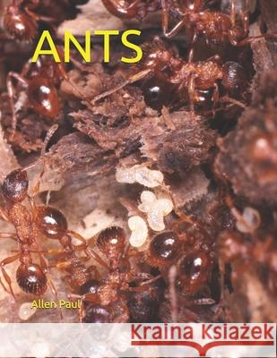 Ants Paul, Allen 9798453276271 Independently published - książka