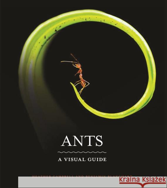 Ants: A Visual Guide Benjamin Blanchard 9780691228525 Princeton University Press - książka