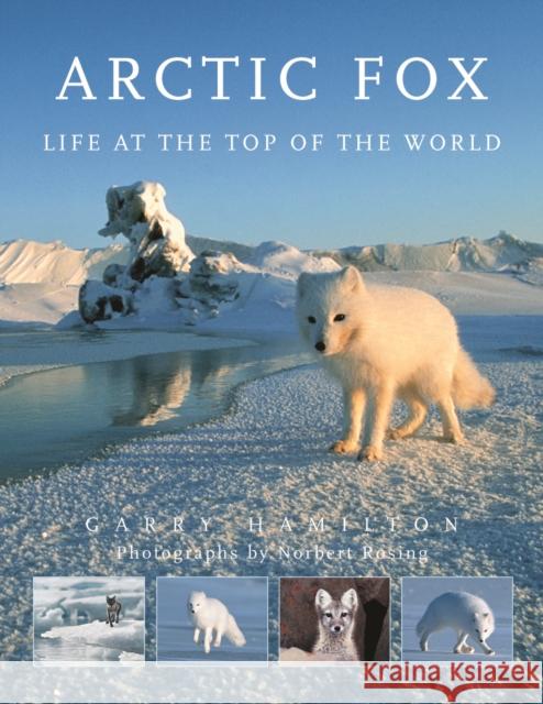 Arctic Fox: Life at the Top of the World Garry Hamilton Norbert Rosing 9780228104148 Firefly Books Ltd - książka