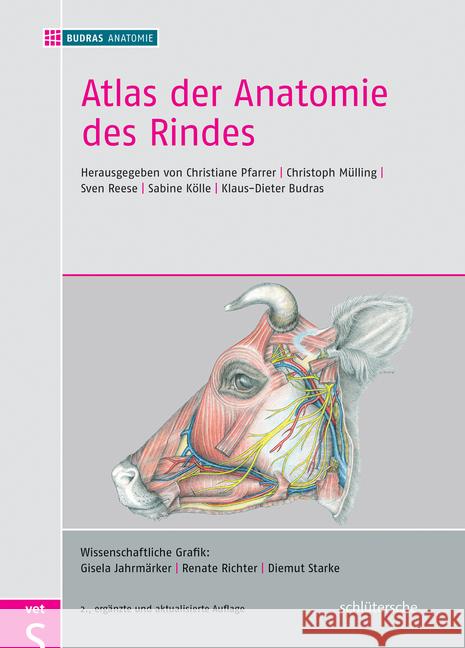 Atlas der Anatomie des Rindes  9783899930900 Schlütersche - książka