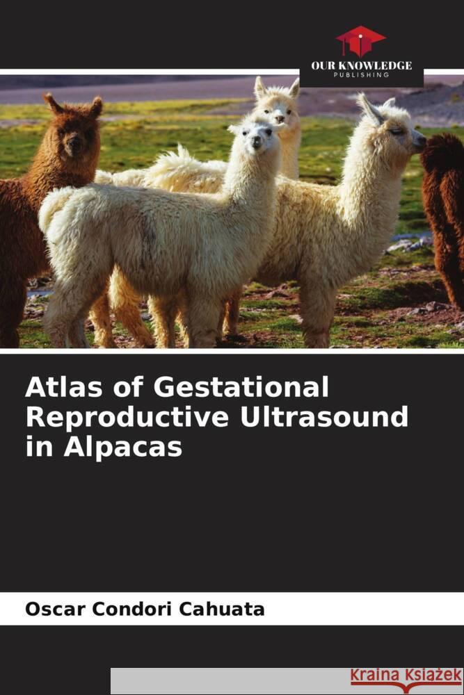 Atlas of Gestational Reproductive Ultrasound in Alpacas Oscar Condor 9786206591528 Our Knowledge Publishing - książka