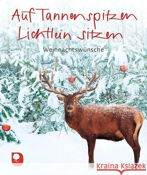 Auf Tannenspitzen Lichtlein sitzen : Weihnachtswünsche  9783869177489 Eschbach - książka