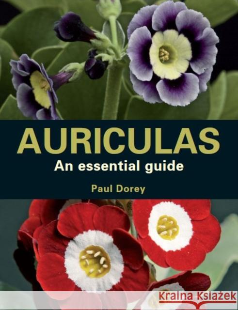 Auriculas: An Essential Guide Paul Dorey 9780719841804 The Crowood Press Ltd - książka