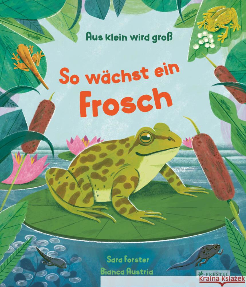 Aus klein wird groß. So wächst ein Frosch Forster, Sara, Austria, Bianca, Austria, Bianca 9783791376745 Prestel - książka