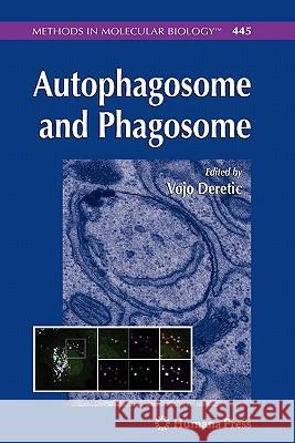 Autophagosome and Phagosome Vojo Deretic 9781617378065 Springer - książka