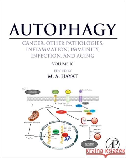 Autophagy: Cancer, Other Pathologies, Inflammation, Immunity, Infection, and Aging: Volume 10 M A Hayat 9780128054215 ACADEMIC PRESS - książka