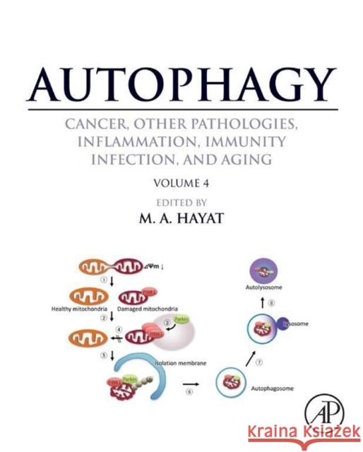 Autophagy: Cancer, Other Pathologies, Inflammation, Immunity, Infection, and Aging: Volume 4 - Mitophagy Hayat, M. A. 9780124055285 Elsevier Science - książka