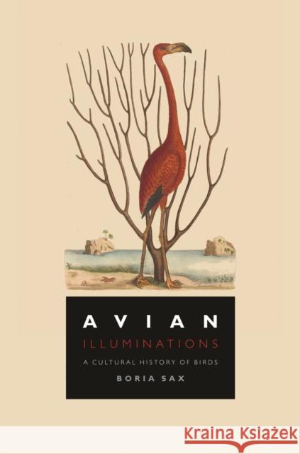 Avian Illuminations: A Cultural History of Birds Boria Sax 9781789144321 Reaktion Books - książka