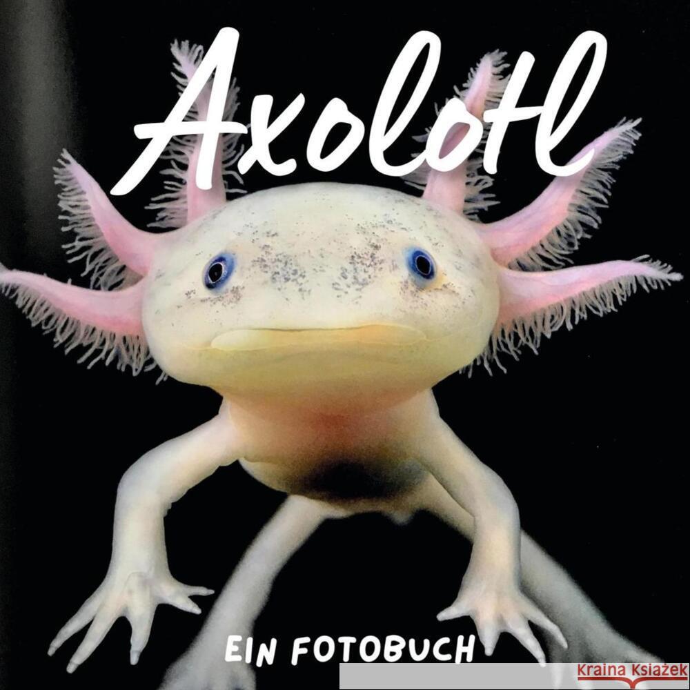 Axolotl Hübsch, Bibi 9783750517172 27amigos - książka