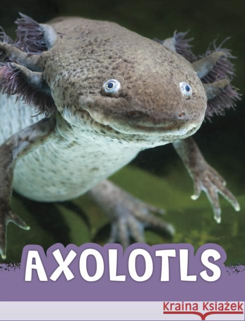 Axolotls Jaclyn Jaycox 9781398243927 Capstone Global Library Ltd - książka