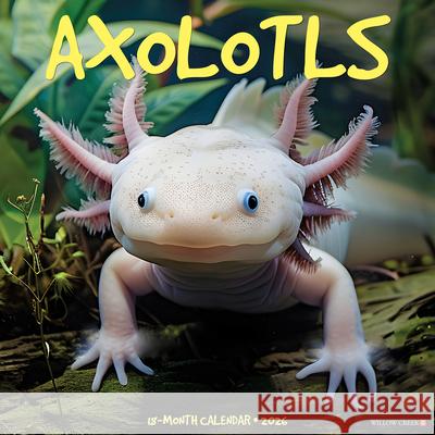 Axolotls 2026 12 X 12 Wall Calendar Willow Creek Press 9781549249990 Wlcp - książka